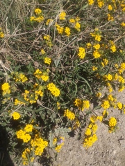 Odontarrhena obovata