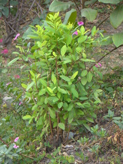Erythroxylum coca