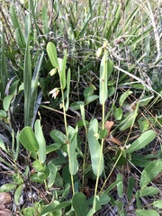 Deeringothamnus rugelii