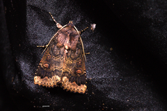 Noctuidae
