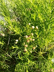 Baccharis boliviensis