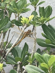 Libellula needhami