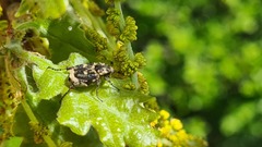 Valgus hemipterus
