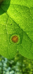Puccinia
