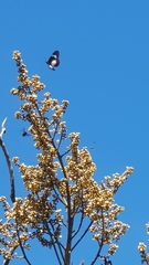 Acraea aganice aganice