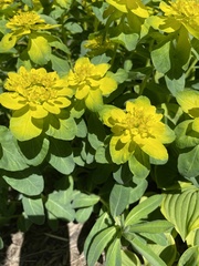 Euphorbia epithymoides