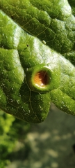 Puccinia