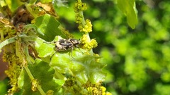 Valgus hemipterus