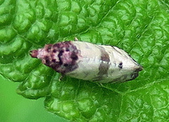 Platphalonidia lavana