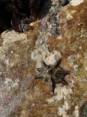 Scutellastra longicosta