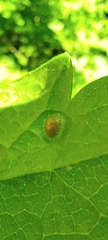 Puccinia