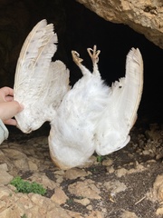 Tyto alba erlangeri
