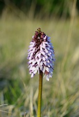 Orchis purpurea
