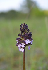 Orchis purpurea
