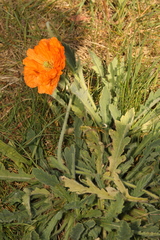 Papaver atlanticum