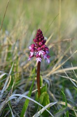 Orchis purpurea