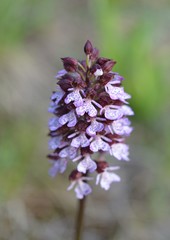 Orchis purpurea