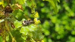 Valgus hemipterus