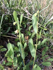 Deeringothamnus rugelii