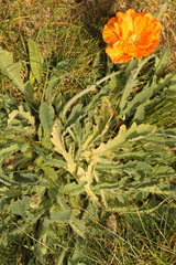 Papaver atlanticum