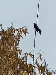 Quiscalus mexicanus