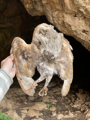 Tyto alba erlangeri