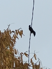 Quiscalus mexicanus