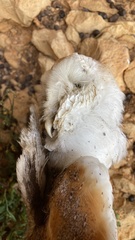 Tyto alba erlangeri