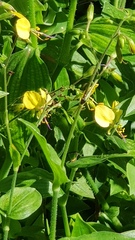 Commelineae
