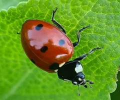 Coccinella septempunctata