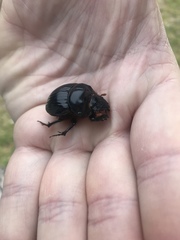 Dichotomius colonicus