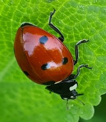 Coccinella septempunctata