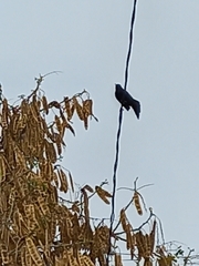 Quiscalus mexicanus