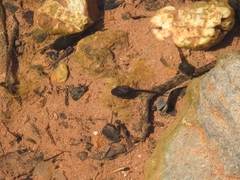 Bufotes viridis