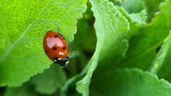 Coccinella septempunctata