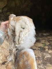 Tyto alba erlangeri