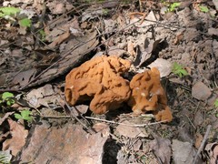 Gyromitra gigas