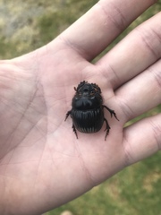 Dichotomius colonicus