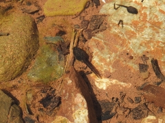 Bufotes viridis