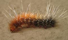 Rhodogastria similis