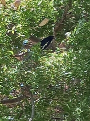 Quiscalus mexicanus