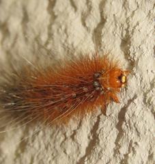 Rhodogastria similis