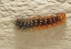 Rhodogastria similis