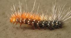 Rhodogastria similis