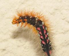 Rhodogastria similis