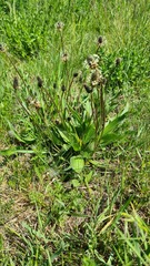 Plantago lanceolata