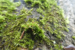Orthotrichum pulchellum