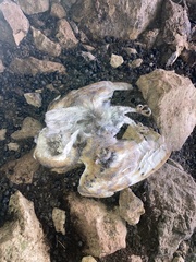 Tyto alba erlangeri