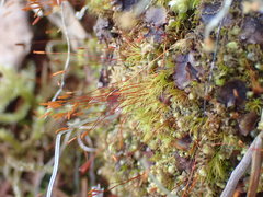 Ditrichum heteromallum