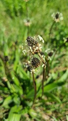 Plantago lanceolata